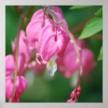 Bleeding Heart Flowers Poster
