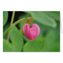 Bleeding Heart Greeting Cards