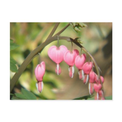 Bleeding Heart Perennials Postcard by PerennialGardens