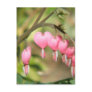 Bleeding Heart Perennials Postcard