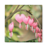Bleeding Heart Perennials Square Magnet