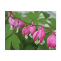Bleeding Heart Postcard