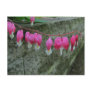 Bleeding Heart ~ postcard