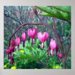 Bleeding Hearts 1 Poster