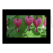 Bleeding Hearts Cards