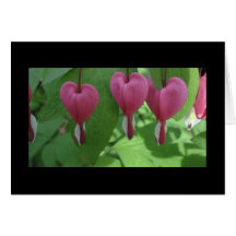 Bleeding Hearts Cards