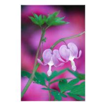 Bleeding Hearts Connecting In Garden. Credit Photo