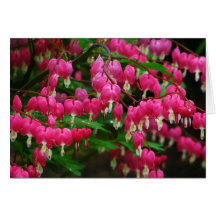 Bleeding Hearts Greeting Card