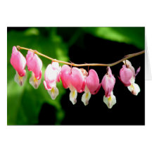 Bleeding Hearts Greeting Cards