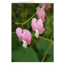 bleeding hearts haiku card