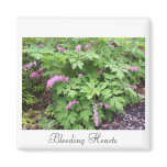 Bleeding Hearts Magnet