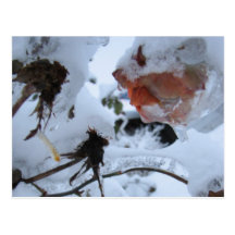 Bleeding Roses Post Card