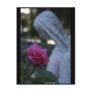 Blessed Virgin Mary & the Rose Postcards