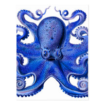 Bleu de poulpe de Haeckel Carte Postale