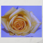 Bleu jaunâtre simple de rose teinté prospectus customisé