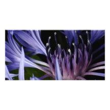 Bleuet Carte Avec Photo