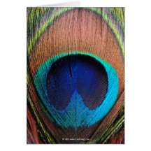 Bleus riches de macro plume de paon photographique cartes