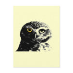 BLINK OWL postcards