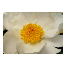 Blissful Blossoms Invitation