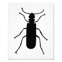 Blister Beetle Silhouette Photographic Print
