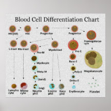 Blood Cell Differentiation Chart Print