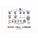 Blood Cell Lineage (Biology Health Medicine) Post Cards