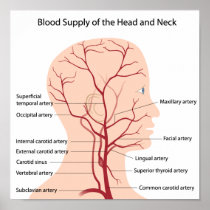 Blood supply of the head and neck Poster