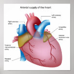 Blood supply to the heart Any size Poster posters