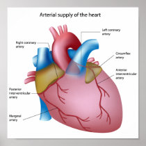 Blood supply to the heart Poster