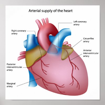 Blood supply to the heart Poster by Funzoo