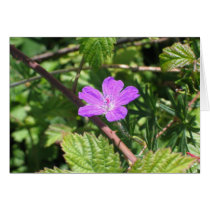 Bloody Cranesbill, Aran Islands, Ireland Greeting Card