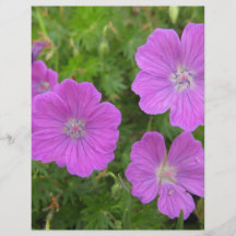 Bloody Cransebill flowers Flyers