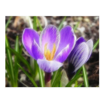 Bloom And Bud - Crocuses Postcard