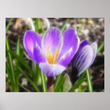 Bloom And Bud - Crocuses Print