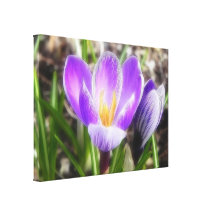 Bloom And Bud - Crocuses Stretched Canvas Print