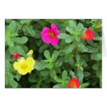 Bloom Vividly cards