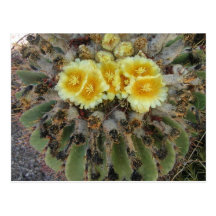 BLOOMING BARREL CACTI AND PHRASES POSTCARD