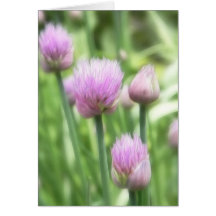 Blooming Chives Cards