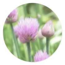 Blooming Chives
