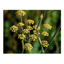 Blooming Fennel Post Cards