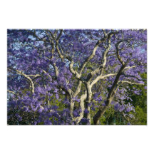 Blooming Jacaranda Trees in New Farm Park, Art Photo