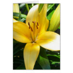 Blooming Lily cards