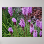 Blooming posters