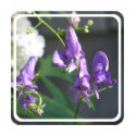 Blooming Purple Delphinium Hoodie t-shirts