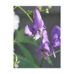 Blooming Purple Delphinium Postcard