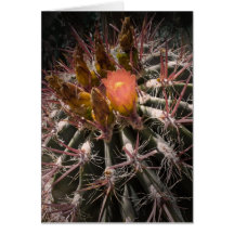 Blooming Red Barrel Cactus Card