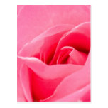 Blooming Rose Postcard