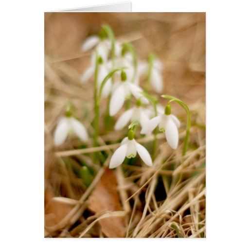 Blooming Snowdrops Greeting Cards