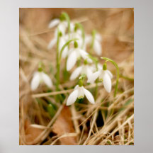 Blooming Snowdrops Poster