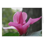 Blooming Tree Greeting Cards